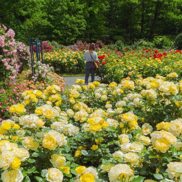 Now at peak color, the Peggy Rockefeller Rose Garden is THE place to be this weekend for flower lovers. 🌹💐

Come and immerse yourself in this historic and regal collection at the height of its late spring beauty, with thousands of blooms to admire across hundreds of different varieties—an escape like no other. Before you know it, you'll have forgotten you're here in one of the world's biggest cities.

Be sure and let us know which cultivar is your favorite!

#Rosa 'Maureen Chilton' | Rosa 'Mother of Pearl' | Rosa 'Flamenco Rosita'