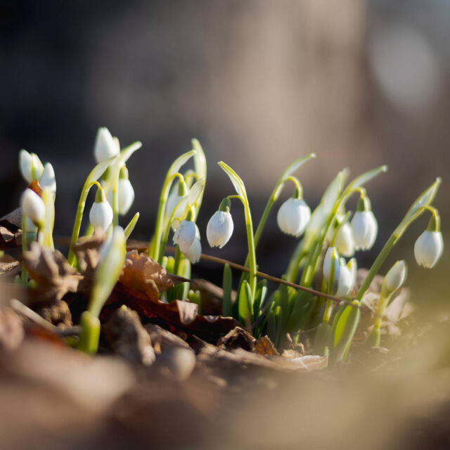 Don’t worry, spring is closer than you think. Just ask the snowdrops. 🌱
 
In the Azalea Garden, Perennial Garden, and in spots throughout our 250 acres, you’ll find these February darlings starting to pop up and say hello (sometimes they show up a little early, but now’s their moment). Usually blooming into March, they close out winter ahead of spring’s big flower moment. They’re some of our favorite heralds of things to come!
 
#Galanthus
