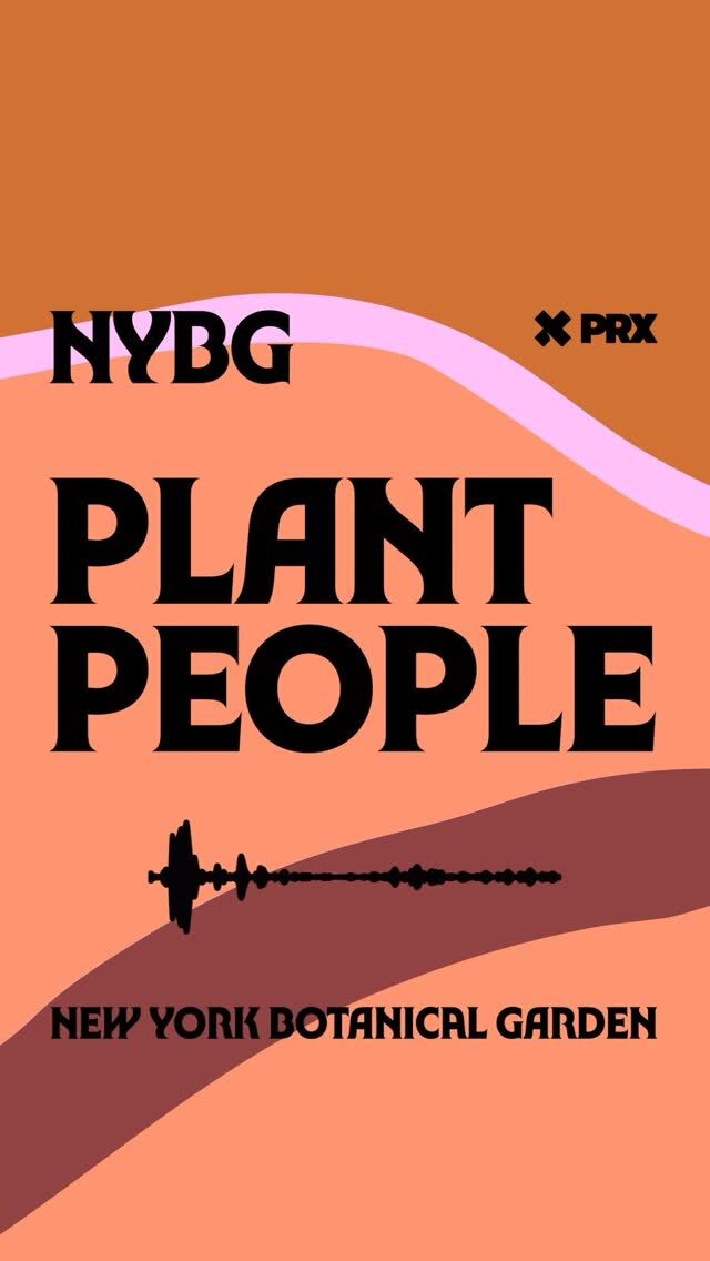Are you a plant person? If you’re not quite sure, we can help get you there—with Season 2 of Plant People, dropping March 10! 🪴🎧

After an award-winning first season for NYBG’s podcast about the ways plants and people help each other thrive, we’re BACK with an all-new season of in-depth talks featuring gardeners, authors, scientists, and activists. Next Monday, jump back in with NYBG President Jennifer Bernstein as she dives deep into topics like global food security, gardening as resistance, extreme botany in the world’s most challenging environments—and of course, NYC’s greenest borough, The Bronx.

Haven’t listened to Season 1 yet? Hit the link in our bio to catch up, and be sure to rate and subscribe.

#PlantPeople