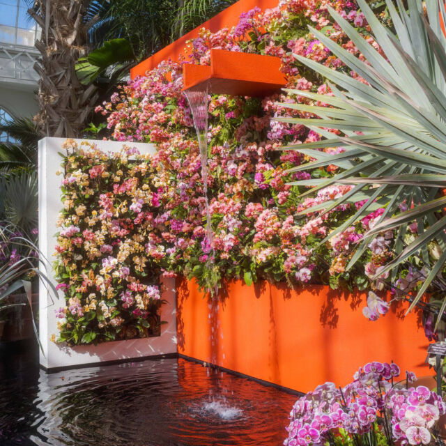 It’s spring inside as well as out when you visit ✨The Orchid Show: Mexican Modernism✨

While the season’s big show is getting rolling throughout our 250 acres, under the glass of the Haupt Conservatory you’ll find even more floral fabulousness. Come surround yourself with THOUSANDS of orchids in almost every color of the rainbow—the perfect start to a day spent at the Garden in the City’s most beautiful season.

Tickets through link in bio.

#OrchidNYBG #MexicanModernism