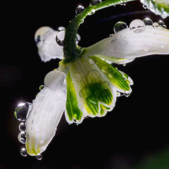 This #EarthMonth, learn to better care for our shared planet with NYBG. 🌎

Hit the link in our bio to discover how our scientists are advancing research on plants—way down on the molecular level, and way up to the global scale—to protect and restore the natural world. Then explore ways that YOU can do your part in your own community with guides on gardening and nurturing green spaces, creating pollinator gardens, and choosing the right native plants. Together, we can make a difference for the Earth, and for future generations!

#Galanthus