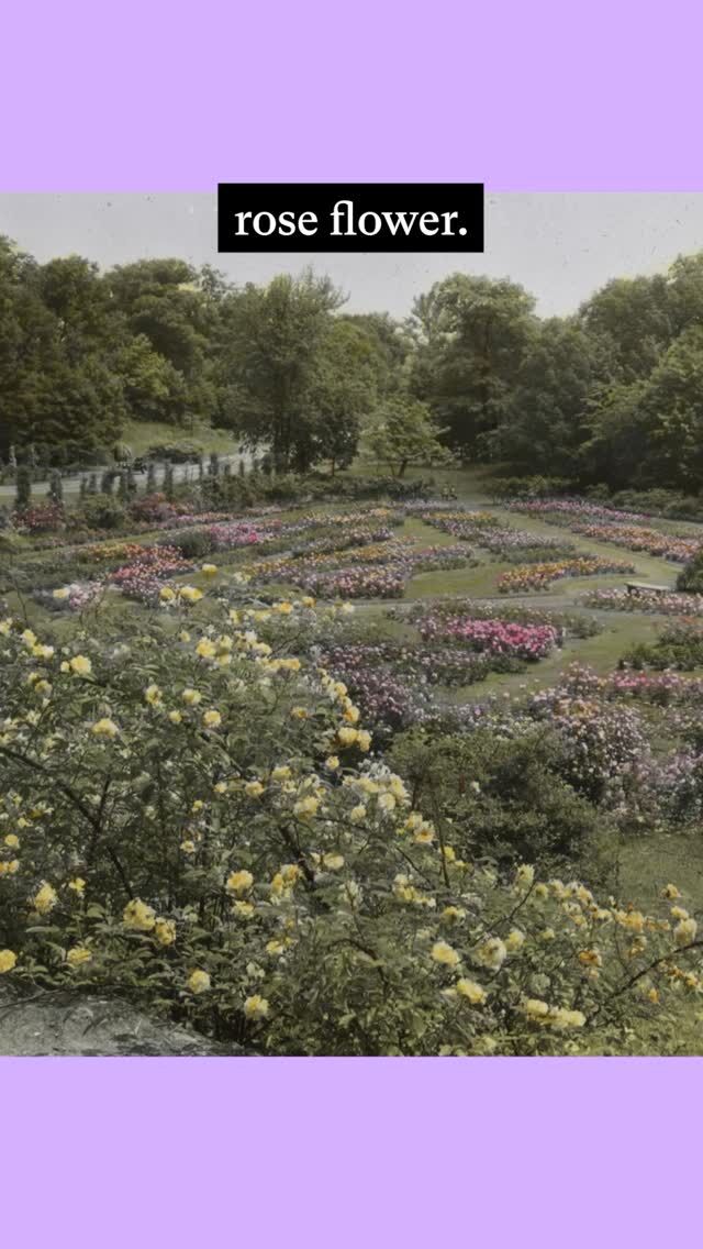 Fleda Griffith—one of the Garden’s early visual documentarians, first made permanent staff photographer in 1932—spent a decade capturing the Garden with her lens, including our very first corpse flower in 1937. 📸

As we close out another inspiring #WomensHistoryMonth, learn more about this trailblazing woman in botanical photography, whose work graced the covers of our 20th-century Journal of The New York Botanical Garden year in and year out, garnering her attention from The New York Times. Not content to create art through a lens alone, she was also an accomplished botanical illustrator!