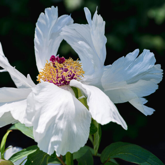 Good news for people who love flowers with extremely poetic names: the tree peonies are blooming. 🌸🌟
 
With cultivar names like ‘Lotus That Shines in the Sun’ and ‘Smiling in the Thicket’, these fleeting flowers’ artful names match their big, bold blooms—some of the most stunning of spring. They won’t last long, so get to the collection near the Rose Garden soon. 👀
 
#Paeonia × suffruticosa ‘Lotus That Shines in the Sun’ | ‘Smiling in the Thicket’ | ‘Red Cliffs’
