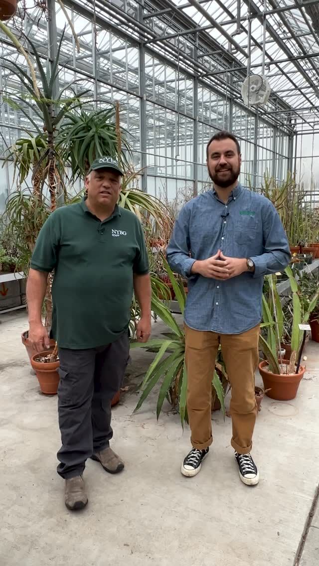 This week on #PlantPeople, we put peat in the spotlight—and share ways that we can move past this extractive and unsustainable horticultural staple.

Come join Chad Massura, founder of @rosysoil, and Kurt Morrell, VP of Horticulture Operations at NYBG, for a chat about the importance of peat-free soil for a carbon-neutral world. Massura shares the story behind potting products like his that are more sustainable options for home gardening and the industry at large, while Morrell elaborates on eco-friendly practices in horticulture. You’ll leave the conversation with a new tactic in hand to make your own garden greener!

Hit the link in our bio to listen to our podcast now, and don’t forget to rate and subscribe!