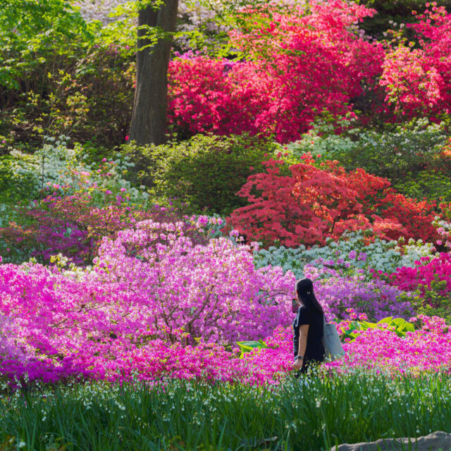 The Azalea Garden is in FULL BLOOM, just in time for our Mother’s Day Weekend Celebration. 💐🌿💗

Bring Mom this Saturday and Sunday, May 10 and 11, to bask in the brilliant hues of the collection—so full of reds, fuchsias, and purples that you’d swear you were wandering through a painting. Then hit Daffodil Hill nearby for local food truck options, family-friendly lawn games, gift crafting, and face painting. Don’t forget to stop by the @LEGO Botanical Garden flower truck for a make-and-take mini rose experience while supplies last, too!

Spring doesn’t last forever, and you know she deserves ALL the flowers. Tickets through link in bio.

#Azalea #Rhododendron