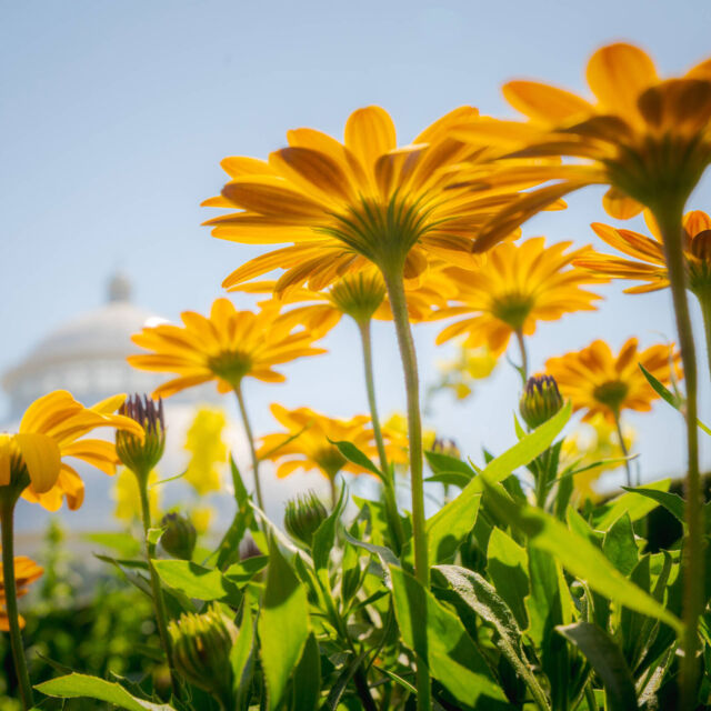 When you visit NYBG, you might spot some of the colors of Van Gogh's Flowers popping up! 🌼
 
Yellow is going to be BIG this year as we take inspiration from Vincent van Gogh's love of the natural world, and with the show opening May 24, we're hard at work getting things ready indoors and out (incredible botanical displays, large-scale contemporary art, it's a whole thing!). During your visit, you can’t miss some of the new and vibrant works coming together.

Don't wait on tickets! Get yours for the opening weekend celebration through link in bio.
 
#VanGoghsFlowers #VanGogh