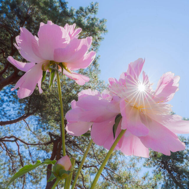 Heads up that we've moved this weekend's Spring Uncorked event to Sunday, May 18, due to weather. Come enjoy spring in full bloom as we pop bottles of the rosé, chardonnay, and pinot variety. 🍷🍾
 
Spring Uncorked is our once-a-year day out among the beauty of the season where you get to try wines from the best wineries in our region, chill to live music, and play a few lawn games. Also this weekend, don’t miss collections like the herbaceous peonies and azaleas in dazzling bloom, and be sure to drop by the @LEGO Botanical Garden Pop-Up where you can build your own floral heart to take home.
 
Perfect spring color is fleeting! Get your tickets for this weekend through link in bio.

#SpringUncorked #LEGO #Paeonia