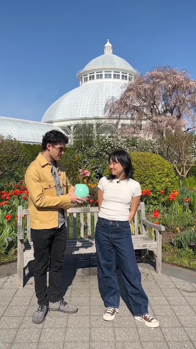The cast of Tony Nominated Musical @maybehappyending hit the road on an adventure recently—this time to @NYBG!

@darrencriss, @helenjshen, and @thereal_hwaboon spent the morning with Zack, learning about plants like aeonium (HwaBoon’s species!) and the ways it makes the perfect companion to Oliver in the show. NYBG even shared some plant friends that match the personalities of the other characters... 👀 Let us know if you think they’re a good fit, and be sure to see @maybehappyending on Broadway soon before checking out NYBG’s next summer exhibition, Van Gogh’s Flowers, opening May 24!

#vangoghsflowers #vangogh #maybehappyending #darrencriss #helenjshen #hwaboon #broadway
