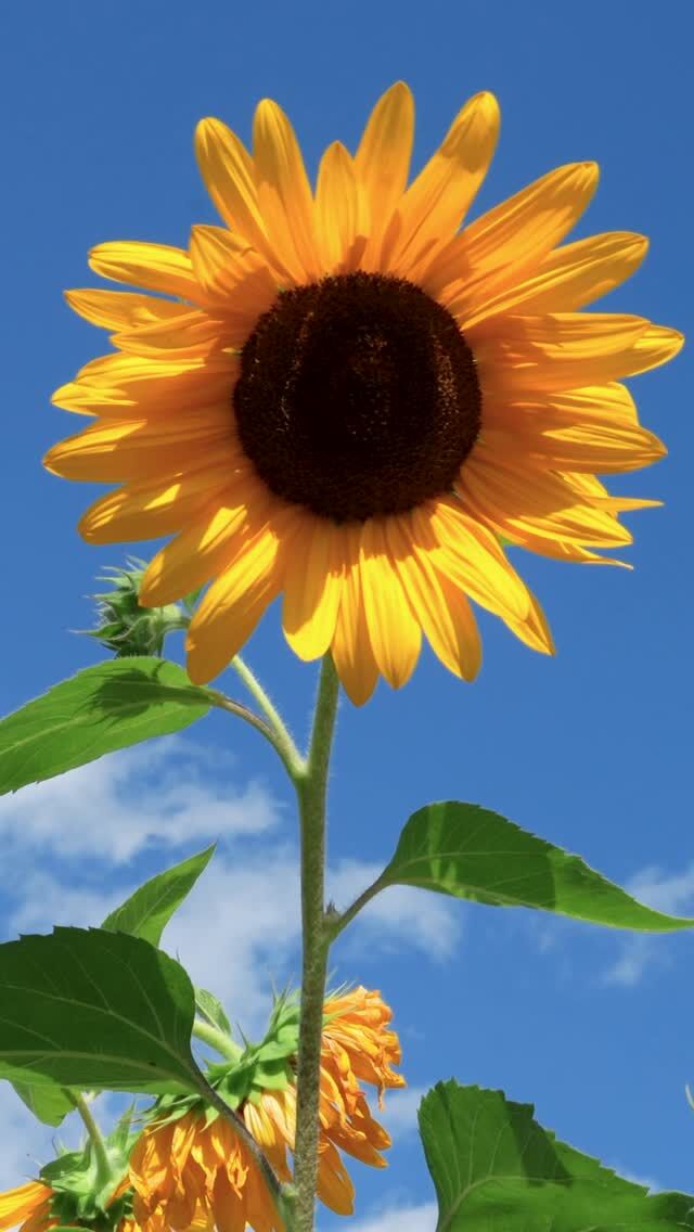 Many of the plants you’ll see during Van Gogh’s Flowers, opening this Saturday, were grown right here in our Nolen Greenhouses. 🌻🌞
 
Hear from Kelly Ivanoski, Manager of the Nolen Greenhouses, as she shares a behind-the-scenes peek at the flowers and foliage for our summer exhibition. Yellow is the star color this year, and we’ve put together four full seasons of shifting floral beauty to explore on the Conservatory Lawn—with a wide variety of sunflowers and their relatives evoking the blooming color that Vincent van Gogh was so inspired by.
 
Ready to see it all for yourself? Get tickets through link in bio for our opening weekend celebration, kicking off May 24!
 
#VanGoghsFlowers #VanGogh