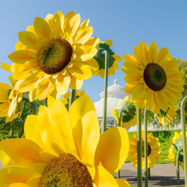 Van Gogh’s Flowers opens THIS Saturday, May 24—come see what the @nytimes calls “a colorful explosion of 18,000 sunflowers and other plants”! 🌻🎨
 
Indoors and out, the Haupt Conservatory and its surroundings have been transformed with large-scale contemporary art and botanical displays that bring Van Gogh’s world to life. With vibrant color and flowering beauty around every turn—including a field of monumental sunflowers to wander through—come connect with the natural world that inspired the artist’s vision.
 
Kicking off this Saturday, May 24, we’ll be open through Monday for the grand opening celebration, featuring artist demos and drop-in painting activities. It’s the best way to enjoy spring in NYC!
 
#VanGoghsFlowers #VanGogh
