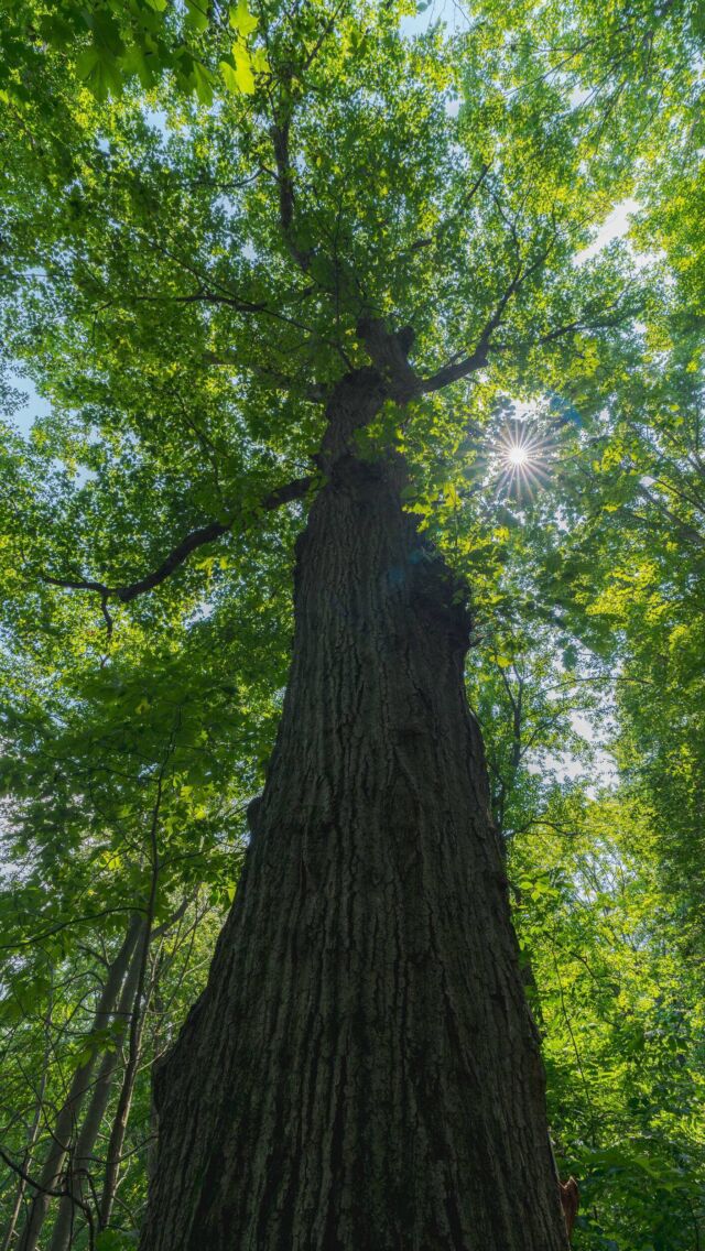 #PlantPeople episode 7 is live, and this week, we’re talking about a niche and noble hobby: tree collecting. 🌳🌲🌴

Author @amystewart joins us to discuss her newest book, The Tree Collectors: Tales of Arboreal Obsession, which profiles tree aficionados ranging from scientists cataloging rare species, to families preserving their heritage, and conservationists fighting to reforest their land.

Hit the link in our bio to listen in as we share insights into the ways these collectors are benefiting biodiversity, and what roles you can play in the effort. Don’t forget to rate and subscribe!