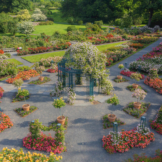 We're open today for Juneteenth and the last day of spring, and it's a gorgeous time to spend an afternoon with nature. 🌱

The Peggy Rockefeller Rose Garden is FULL of color right now, and with Van Gogh's Flowers and all the lush greenery of the coming summer to explore, there's a perfect day waiting for you in our 250 acres!