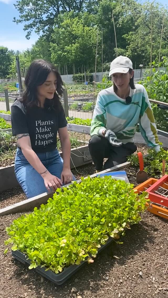 We’re back with answers to more of your gardening questions as NYBG and @thesill team up to help you grow your green thumb—and this time we’ve got some beginner-friendly plants to help you get started. 🥬

Join Annie Novak, Manager of our Edible Academy, alongside Paris Lalicata, Head of Plant Education at The Sill, as they talk easy-peasy food plants. Cilantro and strawberries some of the simplest options to get your garden going when you’re not sure where to begin.

Stay tuned for more as we close out spring!