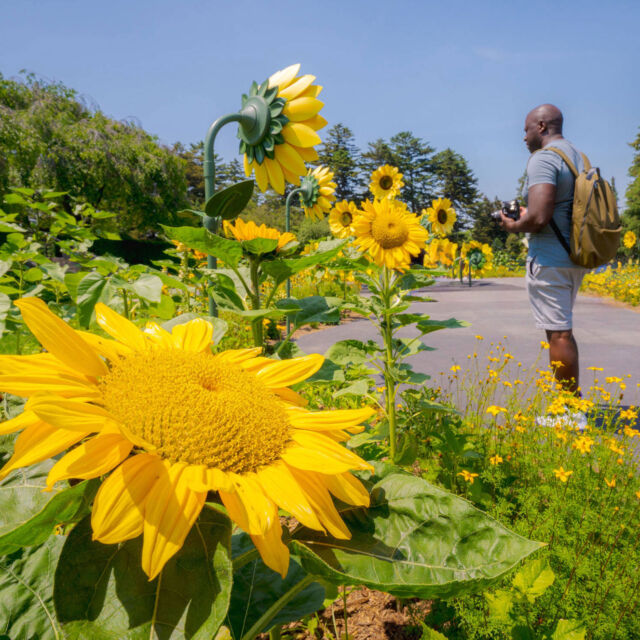 Save 20% on daytime tickets to Van Gogh’s Flowers with code IRIS20, now through Father’s Day on Sunday, June 15! 🌻
 
This weekend, get Dad out of the house and into New York City’s most beautiful 250 acres as our celebration of Vincent van Gogh’s love of nature continues. There’s plenty to explore as you discover a lawn of monumental sunflowers, large-scale contemporary art indoors and out, and of course the lush landscapes of the Garden that signal summer’s arrival.
 
Get your discounted tickets now through link in bio.
 
#VanGoghsFlowers #VanGogh #FathersDay