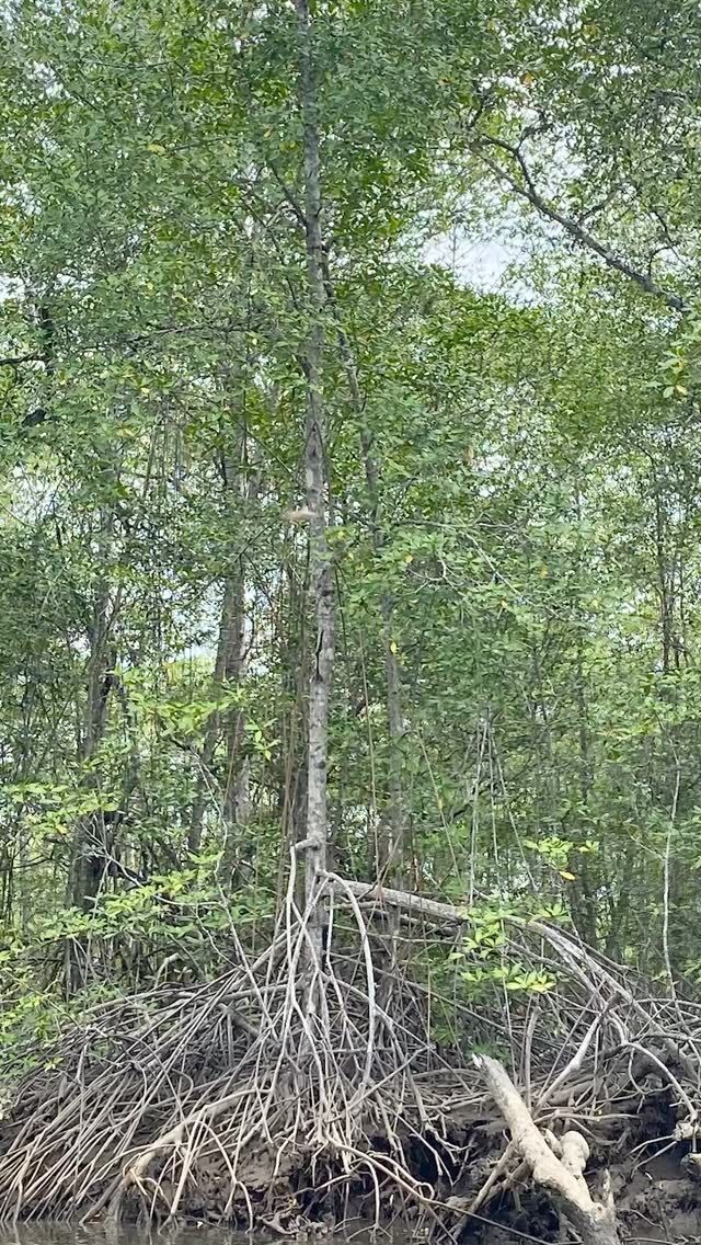 This week on Plant People, we get right to the root of our coastlines—specifically the roots of mangrove forests. 🌊🌿

Listen in as NYBG’s Dr. Brad Oberle shares what makes these oceanside forests so important, from their role in carbon sequestration to fighting coastal erosion and providing habitat for marine animals. Oberle’s worked around the world in an effort to restore these forests, and it’s to the benefit of each and every one of us that they continue to thrive.

Hit the link in our bio to listen to Season 2 of plant people, and don’t forget to subscribe, rate, and review!

#PlantPeople