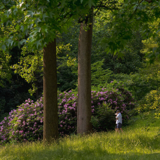 As summer warms up, we're cooling off in some of the shadiest spots in the Garden. 🌲🌤️

The Thain Forest is the place to be for miles of trails that take you out of the city and put you among the sun-dappled paths of our 50-acre, old-growth woodland. And the Native Plant Garden is a perfect escape to find a bench, open a book, and relax to the sound of wildlife among one of our greenest collections.

Where's your favorite spot to beat the heat?