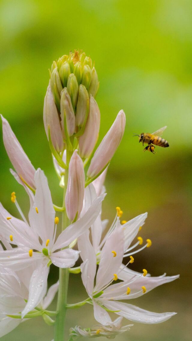 In this week’s Plant People episode, we’re proving that botany is for everyone—yes, even you! 🌱✨

We’re joined by Jacob Suissa, Ph.D., and Ben Goulet-Scott, Ph.D., botanists and founders of @letsbotanize, a nonprofit dedicated to making plant science fun and accessible. Tune in to dig into botany (especially for beginners!) and learn why it’s important to democratize plant science—for the health of people and the planet.

Hit the link in our bio to listen, and don’t forget to rate and subscribe.

#PlantPeople #letsbotanize