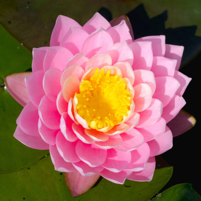 Aquatic plants are some of summer's biggest stars here at NYBG, and the water lilies are in rare form right now! 🪷

While you're here for Van Gogh's Flowers, make sure to step out into the Haupt Conservatory Courtyard, where the Hardy and Tropical Water Lily Pools are full of flowering color right now, with more to come as the season continues.

#Nymphaea