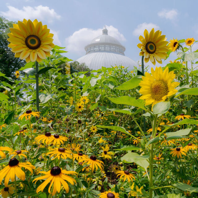Don’t let summer break pass you by without a staycation at Van Gogh’s Flowers! 🌻📸
 
Step into our sunflower field and you’ll understand why the artist loved these bright yellow beauties so much. It’s a perfect time to explore the botanical displays in all their summer glamour, and we’ve got plenty of ways to cool off during the height of the season, too! Walk our shady forest trails, grab a frosty treat at any of our dining locations, and don’t forget the most chill summer evenings out—Starry Nights—back this Friday and Saturday, July 18 and 19.
 
Put some art and nature on your calendar this week with tickets through link in bio.
 
#VanGogh #VanGoghsFlowers