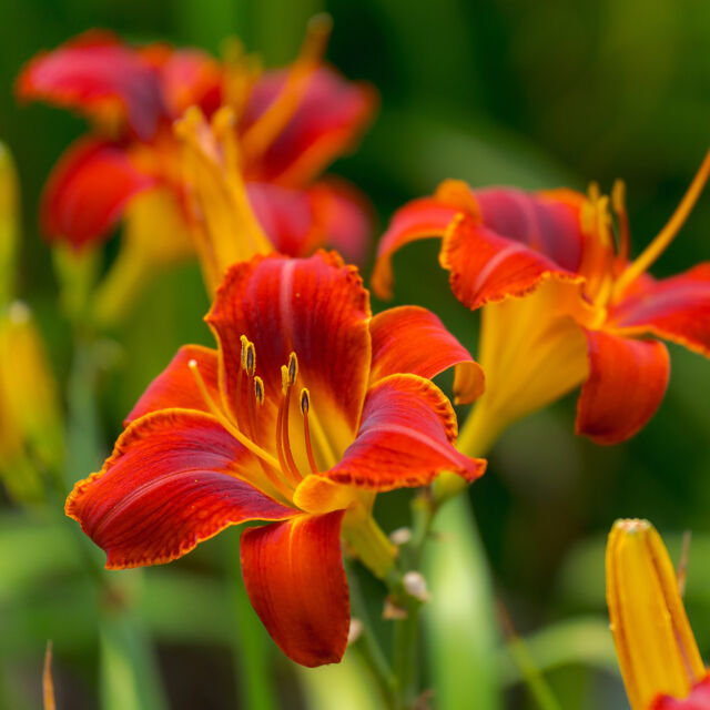 The daylilies are enjoying their annual time in the spotlight (well, sunlight) as summer color fills the Garden! 🌺
 
While the lush green foliage of the season is often the star of the show, what are your floral favorites during this toasty time of year? Sound off in the comments!
 
#Hemerocallis ‘Sigudilla’