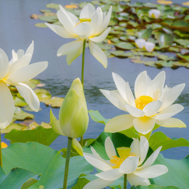 Lotus lovers rejoice, ‘tis the season for these big, bold flowers! 🪷
 
While you’re exploring Van Gogh’s Flowers in and around the Haupt Conservatory, don’t forget to pop outside to the Conservatory Courtyard Pools, where some of summer’s most magnificent blooms are standing tall among the lily pads in pinks and whites.
 
Bring your sketchbook—they make the perfect study for an afternoon of art making. 🧑‍🎨

#Nelumbo