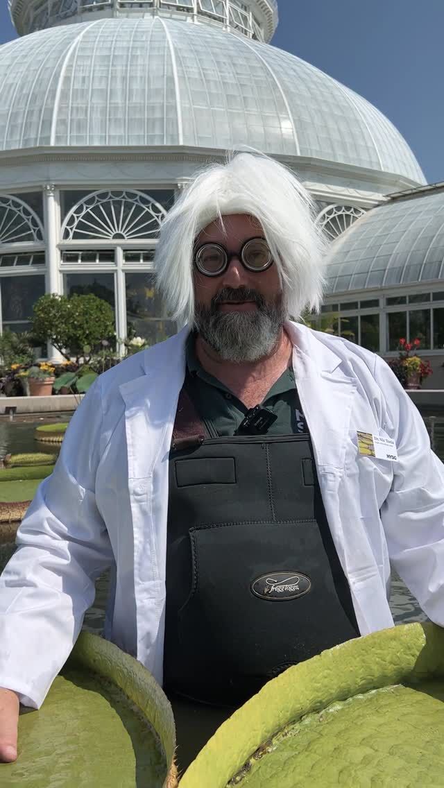 Raise the lightning rod and pull all the scary-looking levers: it’s time for the #WaterLilyWeighOff! 🧑‍🔬🪷⚡️

Dr. Vic Toria (aka @orchidmarc) is here to share the fruits of his truly mad labor, with his most monstrous Victoria amazonica leaf of the summer ready to flex its muscles. How much weight will we manage to hold this year, and will we come out on top against our competitors around the world? A little weird science should certainly help our chances!

With fall just around the corner, you can’t blame us for getting a little spooky—hope you’re ready for our most frightfully fun season at the Garden! 🎃