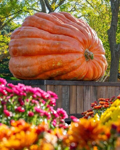 Do you smell pumpkin spice? Maybe we’re just eager, but the change of the seasons is nearly here and we can’t wait for you to join us for upcoming fall fun! 🎃🍁

The tricks and treats of the season come to life with pumpkins, gourds, and fall flowers—plus all sorts of fun-filled activities to celebrate this season of frights and foliage. Make your way to the Garden for our pumpkin carve-off, see a larger-than-life pumpkin sculpted into an organic masterpiece by carver extraordinaire @adambierton, get in some fall leafing throughout our colorful autumn landscape, or set off on the @tnbclighttrail on select nights, where spirits of all ages can indulge their spooky side.

See everything happening this fall through link in bio!