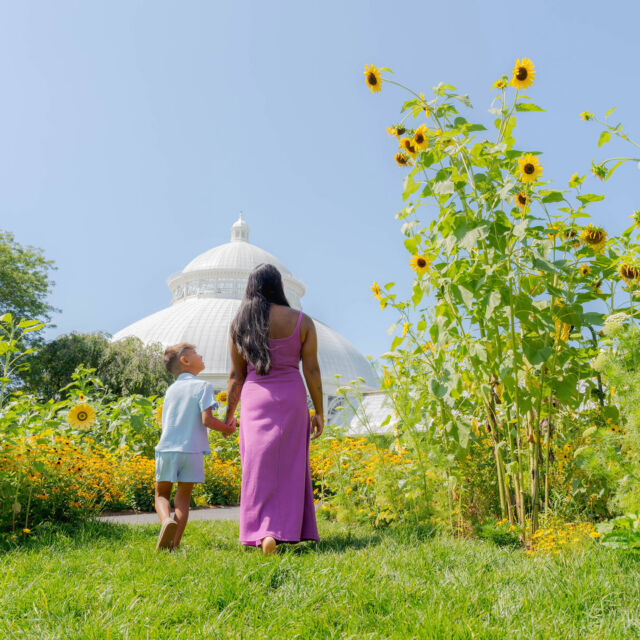 We're OPEN for the holiday today, and the sunflowers are at their sunniest as Van Gogh's Flowers sends off summer in style! 🌻🎨

Come wander our field of monumental sunflowers during your Monday off, see contemporary artworks that bring Van Gogh's love of nature to a larger-than-life canvas, and spend some time in the Haupt Conservatory, where Vincent's love of color and light comes to life in scenes that'll make you feel like you're in the south of France.

Don't spend the day at home—grab tickets through link in bio to ring in September!

#VanGoghsFlowers #VanGogh