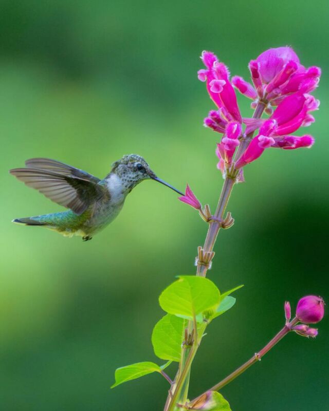 Make your way to the Native Plant Garden and the Ladies’ Border this month to see some of our favorite seasonal visitors—the ruby-throated hummingbirds! 🪶
 
These tiny, flitting feathered wonders make a stop at the Garden each year to fuel up ahead of their long winter migration down to Mexico and Central America (a truly impressive road trip). It’s really a can’t-miss wonder of wildlife in New York, and now is your moment.
 
#hummingbirds #birding
