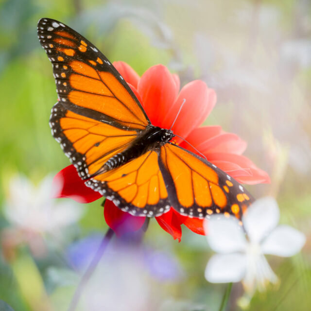 In early fall, the monarch butterflies are some of our most on-theme seasonal visitors, which you can sight in greater numbers this time of year as they make their way south toward Mexico. 🦋

If you’ve got a pollinator-friendly garden—especially one with milkweed—there’s a good chance you may have seen some monarch caterpillars and their orange-and-black parents about. Have you spotted any?

#Dahlia ‘Bishop of Landlaff’