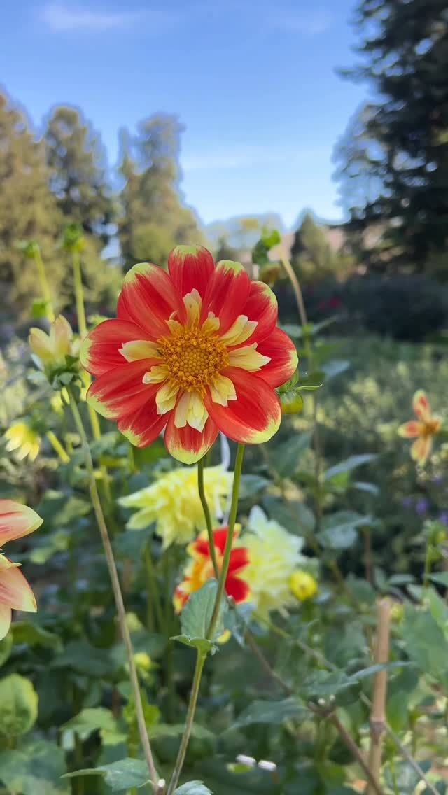 Dahlias look so different from one to the next, you might not even realize they’re related flowers! 💐

Hear from Chris Elliott, our Assistant Curator at NYBG, whose design for the dahlia beds in the Home Gardening Center this year has put some of the most fascinating and bombastic cultivars front and center. Find out how generations of selective breeding for unique mutations has led to their status as fall’s most fashionable flower—and see them while they’re still in bloom. 

#dahlia