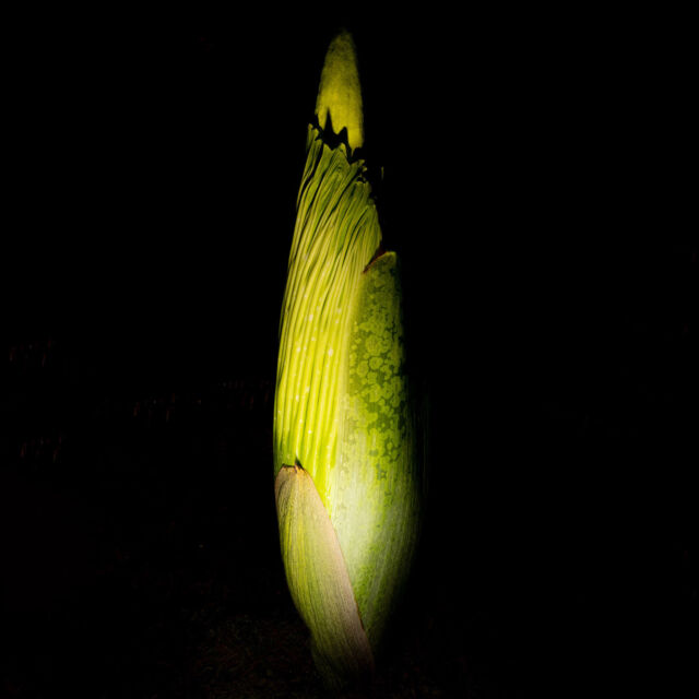 Spooky season alert: there's a corpse flower in the Haupt Conservatory getting ready to bloom! 💀🥀

Also known as the titan-arum, this bud is growing taller every day as it works its way toward flowering. We think the big (and terribly smelly) moment will happen around Halloween, but it can be difficult to predict, so you'll want to keep an eye on our livestream. 👀

Hit the link in our bio to check out this enormous wonder of the plant kingdom in real time, learn all about its lifecycle—including the years it takes to gather enough energy to bloom—and see highlights from past blooms. And be sure to check it out in person this weekend when you join us for pumpkin carving fun!

#CorpseFlower #Amorphophallus titanum