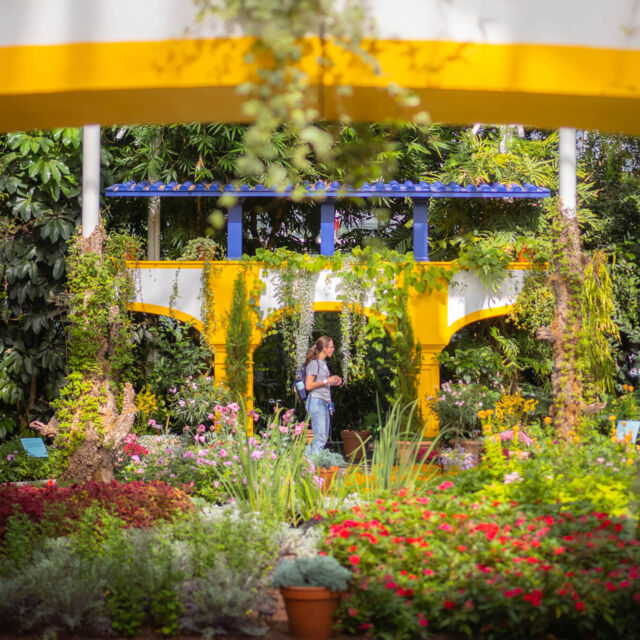 Last call for Van Gogh’s Flowers! We’re into the final week of the show, and you can save 20% on tickets with code VANGOGH20. 🎨🖌️

Our celebration of Vincent’s love of nature continues through October 26, with our botanical displays dressed in their fall colors and plenty of large-scale contemporary art to explore. Join us in the warmth of the Haupt Conservatory to discover the artist's works brought to life in sculpture and living floral beauty.

The show ends this Sunday—don’t miss it! Get tickets through link in bio.

#VanGoghsFlowers