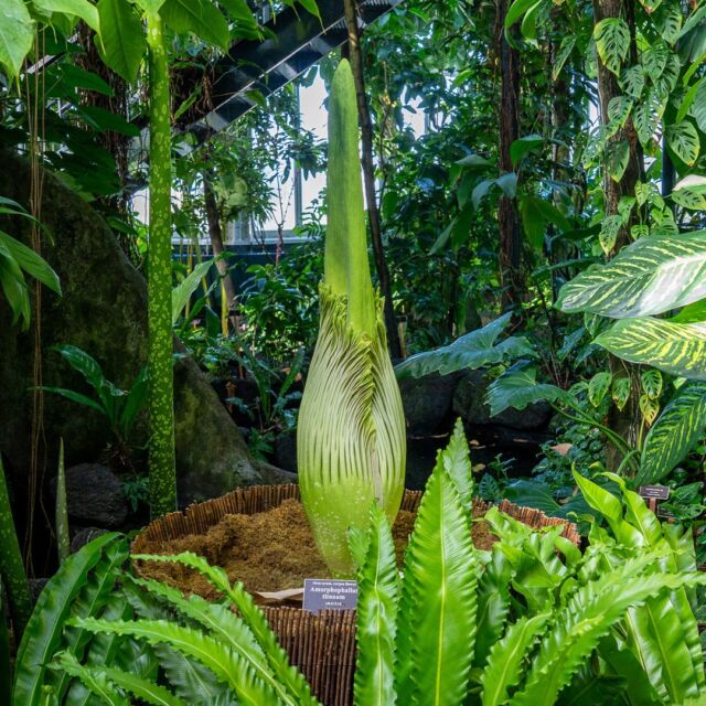 It’s happening soon! Our corpse flower has grown by leaps and bounds this week, and we think it'll bloom any day now. ⏰🥀
 
Native to the Indonesian island of Sumatra, these plants can take up to 10 years to bloom from seed. This particular specimen is 12 years old, and has bloomed a few times before—just one in a long history of corpse flowers at NYBG, dating back to our first flower in 1937.
 
This one last bloomed two years ago, and its next big show looks to be closing in fast! Keep an eye out for updates, check out the livestream through link in bio, and be ready to get your tickets at nybg.org, because the bloom will likely only last 24 to 48 hours.
 
#Amorphophallus titanum #CorpseFlower
