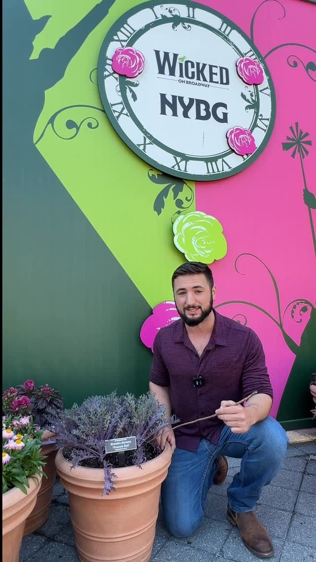 Our @WICKED_musical Broadway Garden creates perfectly magical inspiration for your own garden or window sill—and Zack’s here to share some pink and green favorites. 🩷💚
 
From decorative kale to agave and echeveria, our Manager of the Haupt Conservatory has all the right spells to cast on your plant collection, evoking just the right Glinda and Elphaba vibes. Be sure to catch this fall moment—and photo op—in person here at NYBG before it vanishes on November 2!
#WICKED