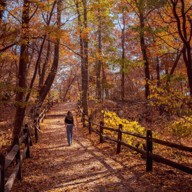 This weekend, set off into the forest here at NYBG for an autumn adventure with tours, staff demos, crafts, and more! 🍁👟
 
Fall Forest Weekend is the best time to catch the Garden at the height of its fall foliage, with abundant reds, yellows, and oranges filling the canopy of our 50-acre woodland. Meet our staff experts to learn about trees, make leaf rubbings, and grab a temporary tattoo. Or join @newyorkmyc for a mushroom identification workshop! And you can even brush up on your foraging knowledge with guest expert @bjournei.
 
Did I mention that our new Tree Top Walk in the Everett Children’s Adventure Garden is now open for your little ones to explore, too? Bring the whole family to make the most of this BEAUTIFUL season on November 1 and 2 with tickets through link in bio.
 
#FallForestWeekend