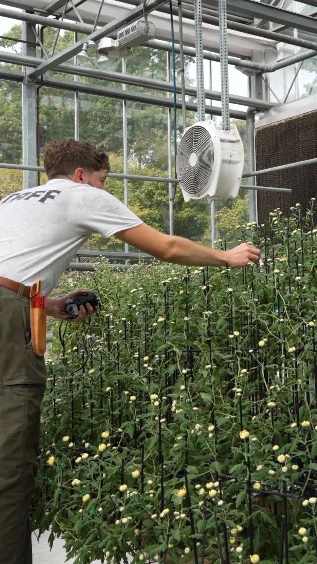 Opening this Saturday, November 1, and only running for about two weeks, our kiku display is a true wonder of the plant world that you’ll want to make time to experience! 🌼
An ancient Japanese horticultural practice, the art of kiku involves the careful training of chrysanthemum plants—which create some of fall’s most gorgeous flowers—into complex and sculptural forms over the course of nearly a year. The end result is a series of individual plants that create hundreds of flowers in shapes like mountains and cascading waterfalls.
Hear from Anna about the meticulous process that went into creating these artful blooms, then see them for yourself through November 16 in the Nolen Greenhouses for Living Collections.
#Kiku