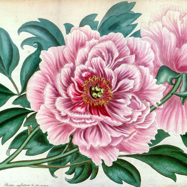 If you’ve ever wanted a tattoo, but never knew what to get, you’re not alone! Thankfully for plant lovers like you, there’s a whole WORLD of inspiration to explore in the Mertz Library archives. 🌹🌿✍️

We’ve collected centuries of botanical illustrations in books from all around the globe and throughout history, not to mention all sorts of international plant postage stamps, classic and colorful seed catalogs, and so much more. Hit the link in our bio to learn a bit about the long history of botanical tattoos, and just maybe find the muse you need to get your first (or next) ink done.

Looking for inspo of a more gothic style? Be sure and drop by NYBG Shop to peruse our Goth Gardener line, using spooky botanical illustrations that are as good on a full sleeve tattoo as they are on a T-shirt! You can also find it all at nybgshop.org

#BotanicalTattoo