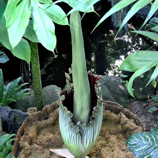 It's haaaappeniiiiing! The corpse flower is NOW blooming, and with the big moment lasting only 24 to 48 hours, don't wait on grabbing your tickets. ⏰
 
Our latest Amorphophallus titanum bloom showed its first signs of opening at around 2:30 p.m. this Wednesday, and we're already catching whiffs of its infamous smell. Keep an eye on its progress tonight via the livestream through the link in our bio, and plan to be here at the Haupt Conservatory on Thursday to see the bloom in rare form. Grab tickets at nybg.org for this perfect Halloween moment! 💀🥀