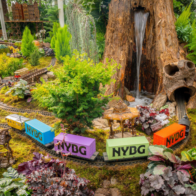 All aboard, folks! The big moment is finally here, so leave room for cheer—this year’s Holiday Train Show kicks off tomorrow, Saturday, November 15. 🎄🎉

Be here this weekend for the kick-off to our most magical season at the Garden, where a twinkling cityscape in miniature fills the Haupt Conservatory with whimsy, and model trains zip to and fro, bringing the scenery to life both indoors and out. It’s the perfect way to warm up this fall and winter, and as New York City’s favorite holiday tradition for over 30 years, it’s an experience with friends, family, or just to treat yourself that you don’t want to miss.

Heads up! Right now you can SAVE 15% on tickets with code EARLYBIRD through link in bio. We’ll see you this weekend!

#HTSNYBG
