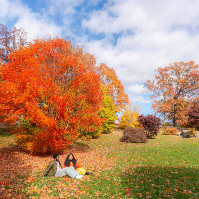 The best way to experience picture-perfect Garden moments is as an NYBG Member! 

When you join the Garden, you're directly supporting our work in education for all ages, world-class horticulture, and critical plant science research all around the planet—and getting the best possible access to our entire 250 acres in return. There's something new to discover every season, and as a Member, you can visit all year round, as many times as you'd like, with free admission (including major exhibitions!) and exclusive benefits.

Learn more and get your Membership today through link in bio.

#NYBGMembership