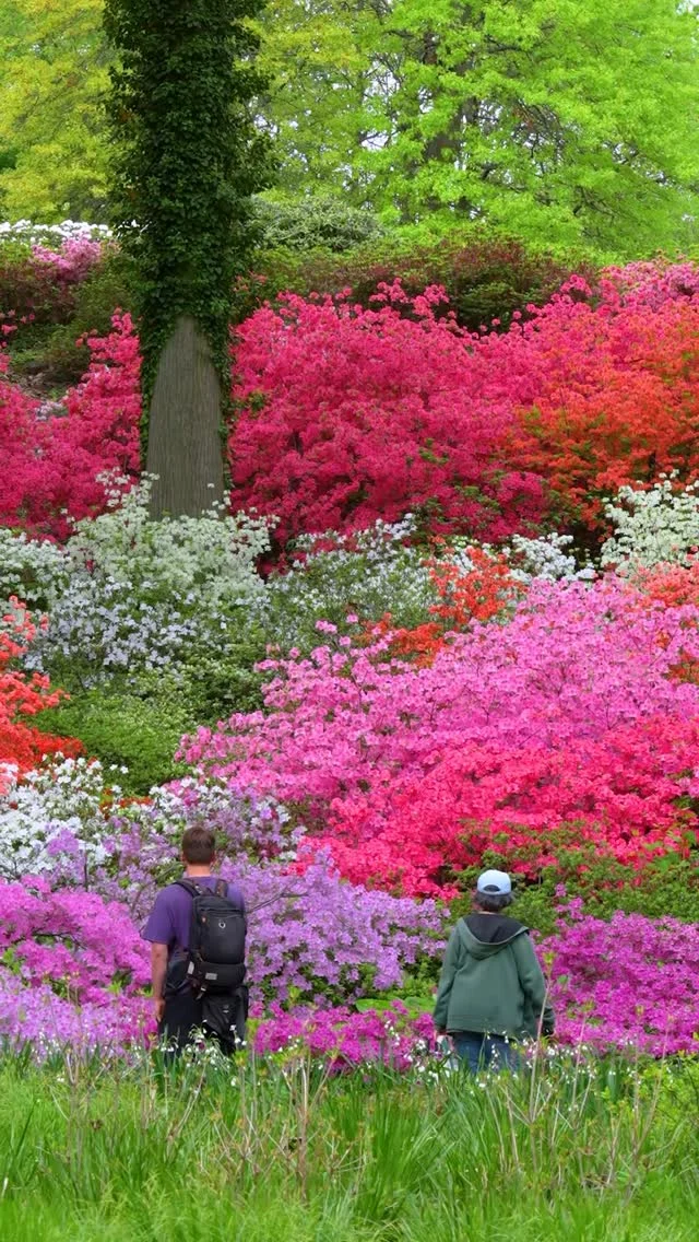The most magical moment of the Azalea Garden’s year is on right now, just in time for Mother’s Day Weekend. 🌸🌿

The pink, purple, and red flowers of the collection are at peak bloom, surrounding you with a sea of sun-dappled color beneath the canopy of the Thain Forest’s trees. Make sure you stop by to soak it in this Saturday and Sunday, May 9 & 10, as we celebrate Mother’s Day Weekend at the Garden with music, crafts, lawn games, and plenty of picnic-ready food options on hand.

Tickets through link in bio and we’ll see you there!

#Rhododendron #MothersDayWeekend