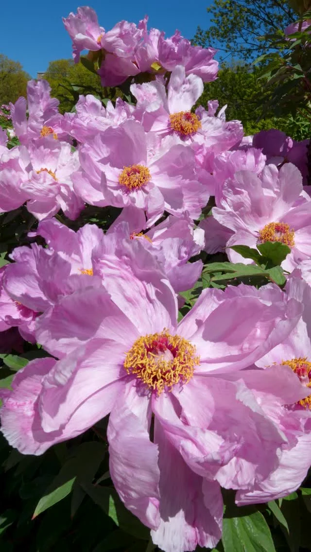 Tree peonies are some of our biggest, boldest, most otherworldly spring flowers, and NOW is your chance to see them in bloom! 🌺✨

Located near the Peggy Rockefeller Rose Garden, this collection is an absolute treasure this time of year, showing off flowers the size of cereal bowls in pink, white, purple, and red. But the big show ends soon—so catch them this weekend. 👀

#Paeonia