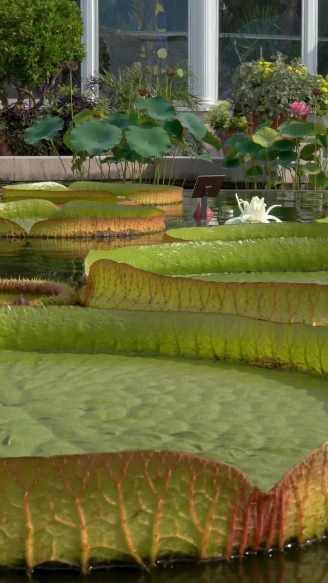 This week on Plant People: giant water lilies and the people who grow them! 🪷
 
With the next annual #WaterLilyWeighOff on the horizon, hear from NYBG’s Marc Hachadourian on this year’s preparation, then hit the link in our bio to listen to our latest podcast episode. Host Jennifer Bernstein, CEO & President of NYBG, is joined by Vanessa Callahan of @denverbotanic and Brie Langley of @kewgardens for a deep dive on these biologically unique—and truly gargantuan—stars of the aquatic plant world.
 
Catch new episodes of Plant People every other Monday as Season 3 continues!
 
#WaterLily