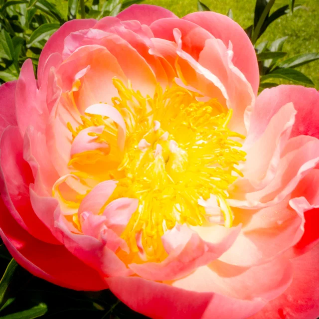 Alongside the Haupt Conservatory, the herbaceous peonies are putting on one of spring’s most majestic shows! 🌸

In reds, whites, peachy pink, and punchy purple, these late-spring bouquets aren’t shy with their color. And the big, bountiful blooms invite you to get up close for the perfect photo. Check them out this week and let us know which are your favorite!

#Paeonia