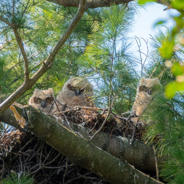 We’ve got some new residents at the garden—of the fluffy and feathery variety! 🦉

After much waiting and watching by our staff, a pair of Great-Horned Owls successfully raised a nest of three rowdy owlets, who recently fledged to join their parents on their return to the deeper parts of the Thain Forest. We can’t wait to see what the rest of spring brings for our bird community!

Photos: @marlonco.photography and Patricia Gonzalez