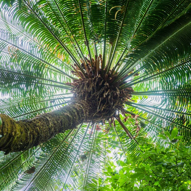 On this week’s episode of Plant People, take a leap back to the time of the dinosaurs, when giant herbivores fed on a plant that’s changed little since: the cycad.

At least as far back as 200 million years ago, cycads grew in abundance, and today they’re considered “living fossils.” Listen in as host Jennifer Bernstein, NYBG’s President & CEO, is joined by Dr. Dennis Stevenson to examine these prehistoric plants’ past, and discuss the uncertain future they face on today’s changing planet.

Hit the link in bio to hear the latest episode, and check back every other week for new ones!

#PlantPeople
