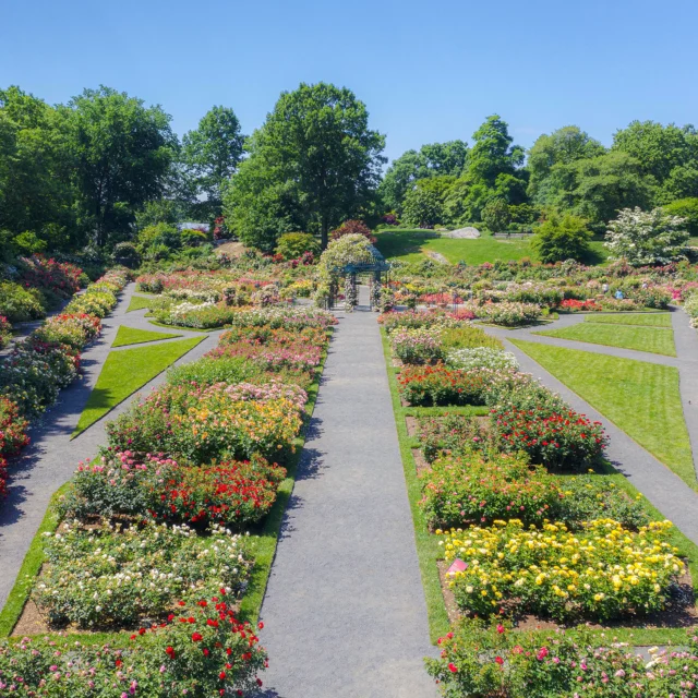 Things are looking rosy right now—especially in the Peggy Rockefeller Rose Garden! 🌹

Late spring’s long-awaited highlight really kicked off in the last week, with thousands of flowers in pink, white, yellow, orange, red (we could keep going) bursting into full flower in this classic collection. It’s prime selfies-in-the-pergola season, so make time on your calendar this June!