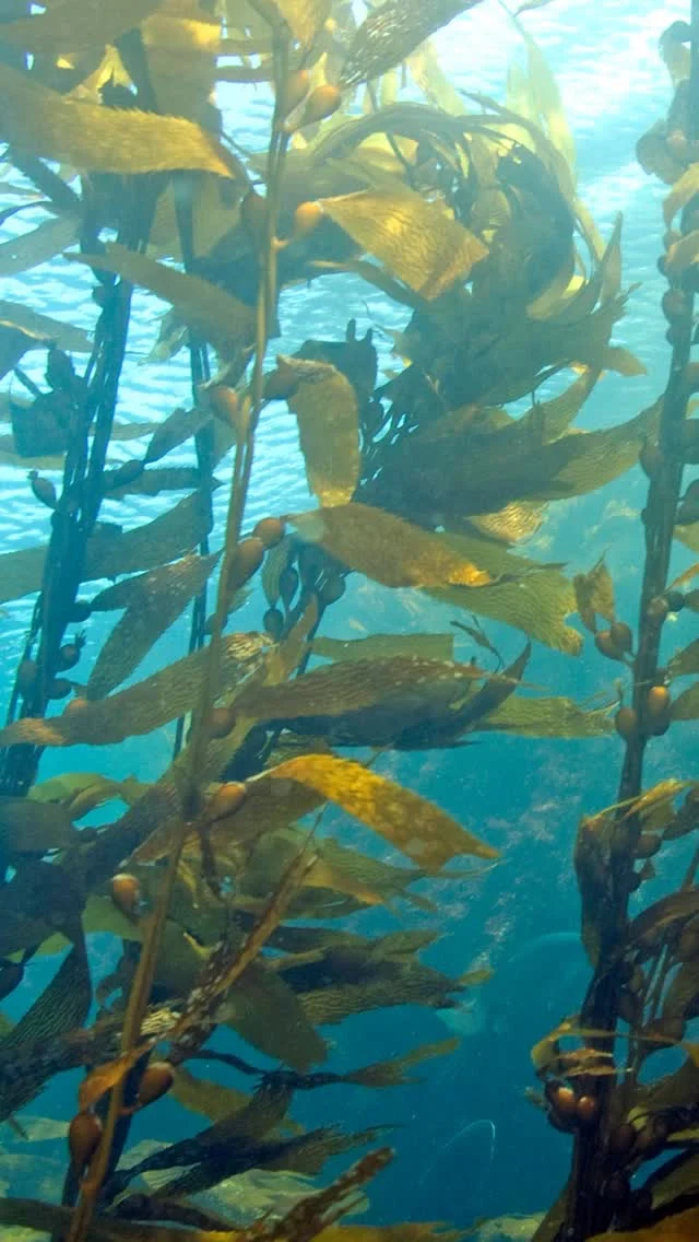 Today we close out Season 3 of #PlantPeople with a deep dive—under the ocean waves! 🌊🌿

Hit the link in our bio to listen in as host Jennifer Bernstein, NYBG President and CEO, chats with Dr. April Ridlon of the @montereybayaquarium about kelp, which forms enormous forests of swaying seaweed along many of the world’s coastlines. Kelp is key to the balance of ocean biomes, supporting many species of wildlife with food and shelter, guarding against coastal erosion, and even benefiting our economies. Hear how human activity is throwing off the balance of these unique environments, and learn about what’s being done to protect them.

#Kelp #MarineEcology