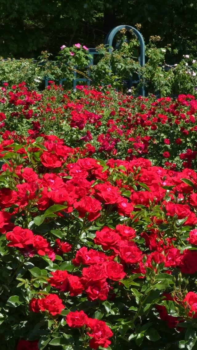 It’s #NationalRedRoseDay this Friday, and the Peggy Rockefeller Rose Garden definitely got the memo! 🌹✨
 
To celebrate, you can save 20% on tickets to the Garden with code FLOWER20! Immerse yourself in this classic collection, where the red roses are definitely living up to their reputation as the ultimate symbols of affection. Then stop into our Flower Power exhibition—where the celebration of the symbolism of flowers as icons of peace and love continues, featuring vibrant botanical displays and sculptures, plus art and photography from the 1960s.
 
Get your discounted tickets now through link in bio!
 
#FlowerPower